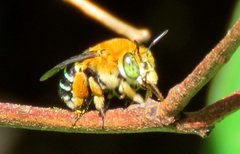 Amegilla cingulata