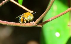 Amegilla cingulata