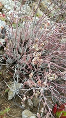 Dudleya attenuata orcuttii