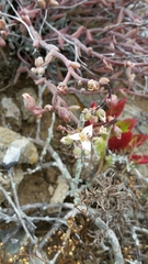 Dudleya attenuata orcuttii