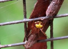 Araneus albotriangulus