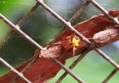 Araneus albotriangulus