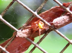 Araneus albotriangulus