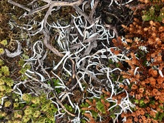 Thamnolia vermicularis vermicularis