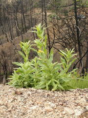 Diplacus clevelandii