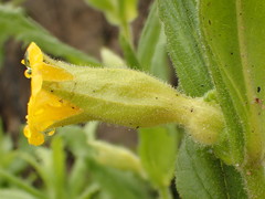 Diplacus clevelandii