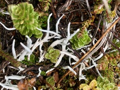 Thamnolia vermicularis vermicularis