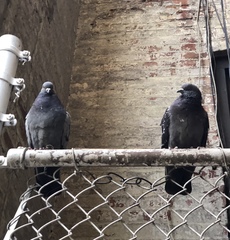 Columba livia domestica