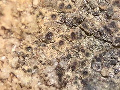 Caeruleum heppii