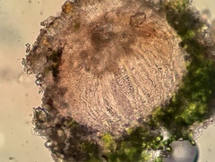 Caeruleum heppii