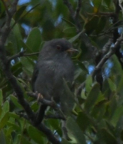 Balearic Warbler, Albercutx Watchtower, photo 10 of 10