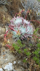 Dudleya candida