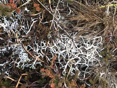 Thamnolia vermicularis vermicularis