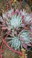 Dudleya candida