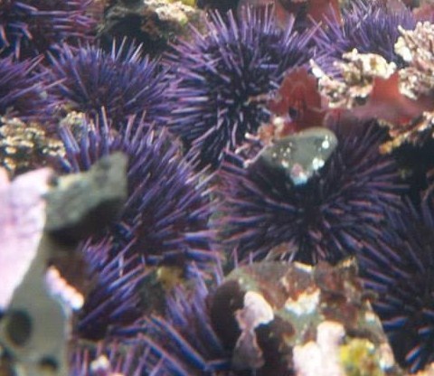 Pacific Purple Sea Urchin, photo 7 of 9