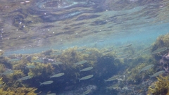 Atherinomorus vaigiensis