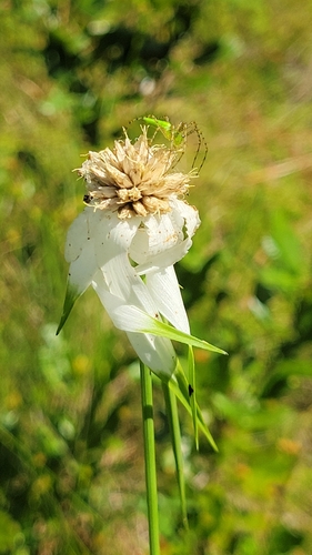 Image of Rhynchospora latifolia by no rights reserved