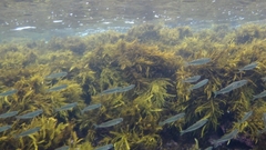 Atherinomorus vaigiensis