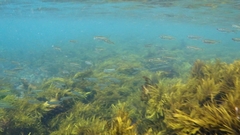 Atherinomorus vaigiensis