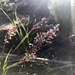 Lepidosperma sieberi - Photo (c) Casey, algunos derechos reservados (CC BY-NC), uploaded by Casey