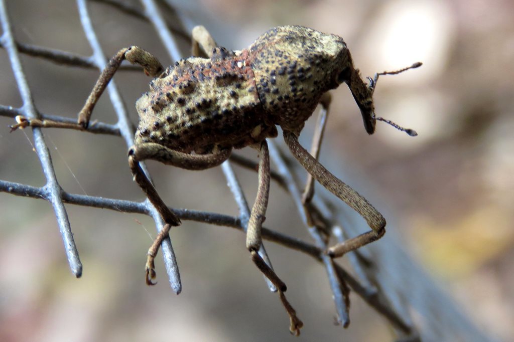 Glochinorhinus