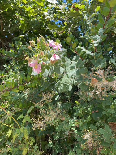 iNaturalist observation photo of California Wild Rose