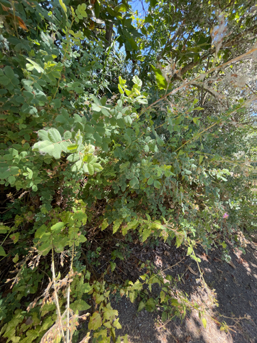 iNaturalist observation photo of California Wild Rose