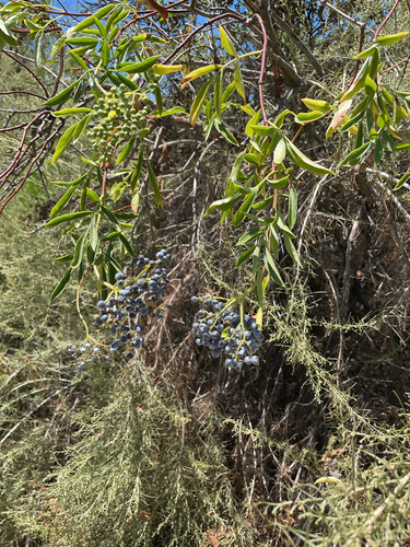 iNaturalist observation photo of blue elder