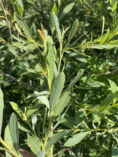 Salix vinogradovii