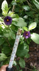 Lycianthes lycioides