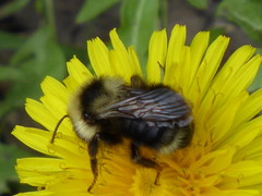 Bombus insularis