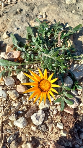 Image of Gazania krebsiana by (c) Ian Webb, some rights reserved (CC BY)
