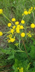 Lomatium dissectum