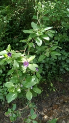 Lycianthes lycioides