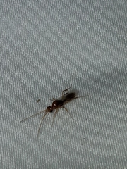 Odontomachus ruginodis