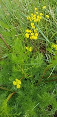 Lomatium dissectum