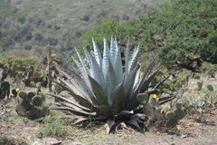 Agave applanata