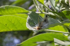 Halysidota ruscheweyhi