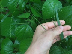Festuca subverticillata
