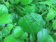 Festuca subverticillata