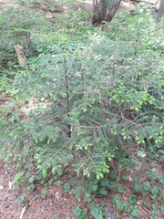 Picea jezoensis jezoensis