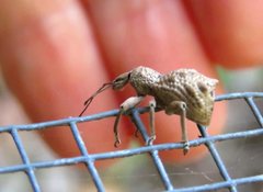 Leptopius tetraphysodes