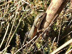 Pseudemoia pagenstecheri