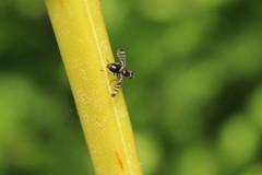 Rivellia syngenesiae