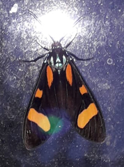 Cyanopepla arrogans