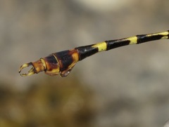 Phyllogomphoides stigmatus