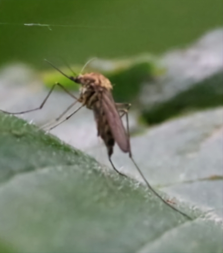 Aedes punctor photo 2