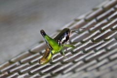 Methiolopsis geniculata