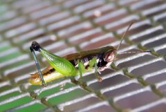 Methiolopsis geniculata