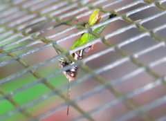 Methiolopsis geniculata